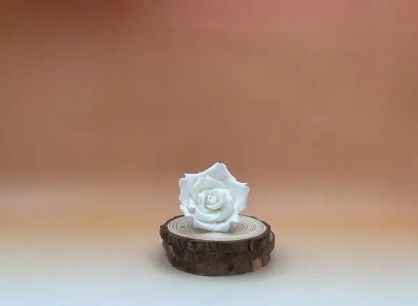 47040_rose-sucre-blanche