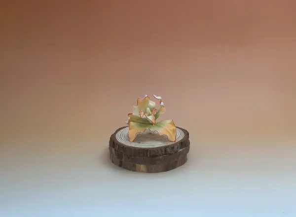 Orchidée rose sucre